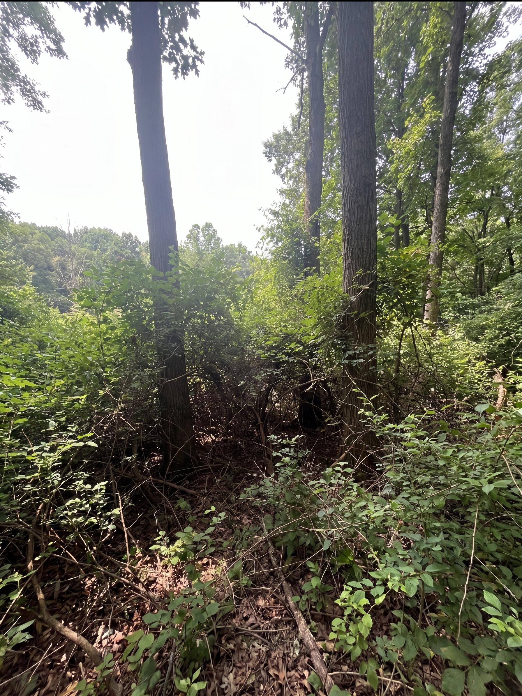 Overgrown Ohio property before brush clearing